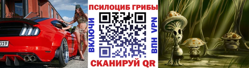 Купить  Болохово  Галлюциногенные грибы Psilocybine cubensis 
